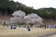 根尾一族のルーツは？根尾谷と淡墨桜、講演会の“文脈”で整理